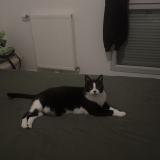 Picture of cat lost at Combs La Ville