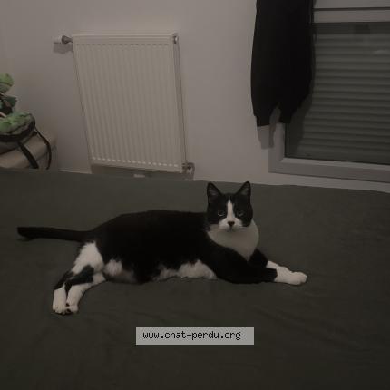 Photo 1/1 Sushi Chat lost in Combs la ville