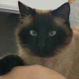 Picture of cat lost at Maurepas