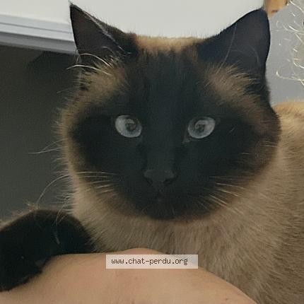 Photo 1/1 Kit Chat lost in Maurepas