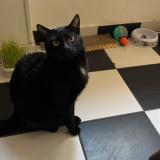 Picture of cat lost at Metz