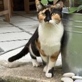 Picture of cat found at Bordeaux