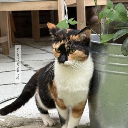 Photo 2/2 Found cat Found in Bordeaux