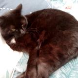 Picture of cat lost at Cour Cheverny