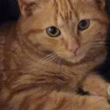 Picture of cat lost at Saint Laurent De Mure