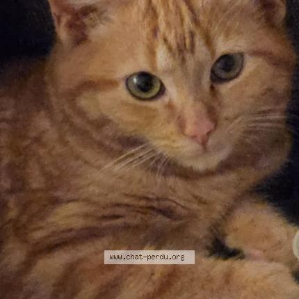 Photo 1/1 Caramel Chat lost in Saint laurent de mure