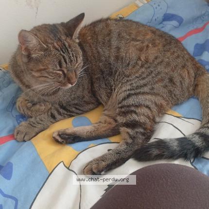 Photo 1/1 mimine Chat lost in Villenauxe la peite