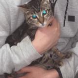 Picture of cat lost at Roubaix