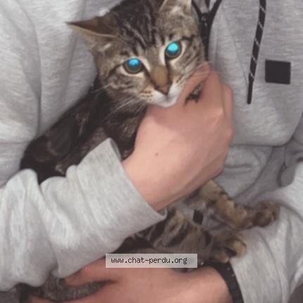 Photo 1/1 Fabricio herrera bustamante Chat lost in Roubaix