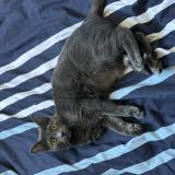 Picture of cat lost at Bagneres De Luchon