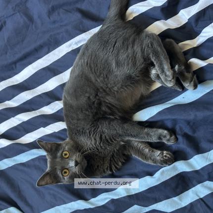 Photo 1/1 Sky Chat lost in Bagneres de luchon