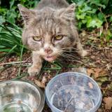 Picture of cat found at Lens