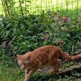 Picture of cat found at St Chamond