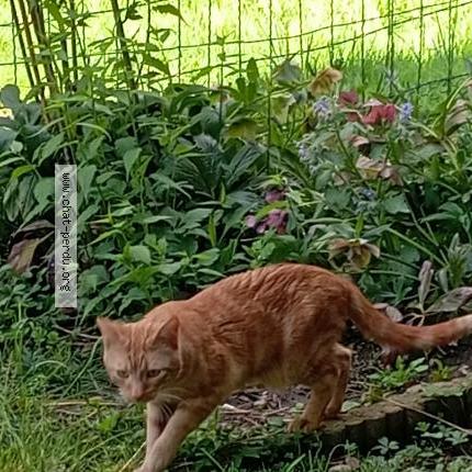Photo 1/1 Found cat Found in St Chamond