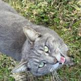 Picture of cat found at Suce Sur Erdre