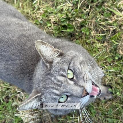 Photo 1/1 Found cat Found in Suce sur erdre