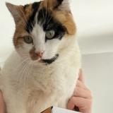 Picture of cat lost at Grau Du Roi