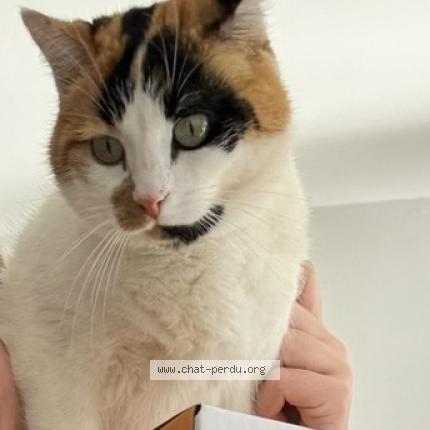 Photo 1/1 Pepsi Chat lost in Grau du roi