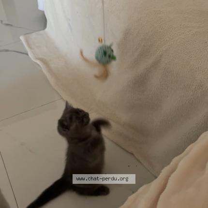 Photo 1/1 Ninette Chat lost in Nice