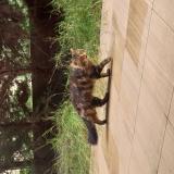 Picture of cat found at Montpellier