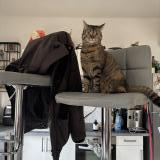 Picture of cat lost at Parmain