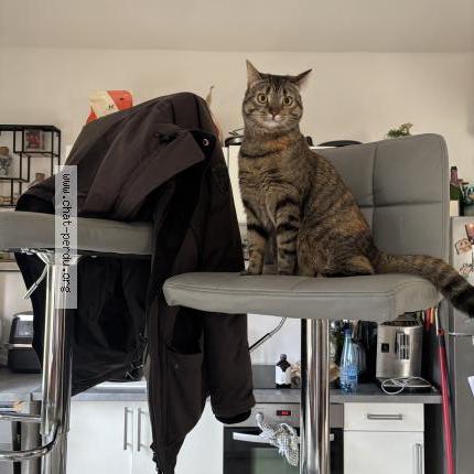 Photo 1/1 Luna Chat lost in Parmain