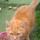 Picture of cat lost at Ermont