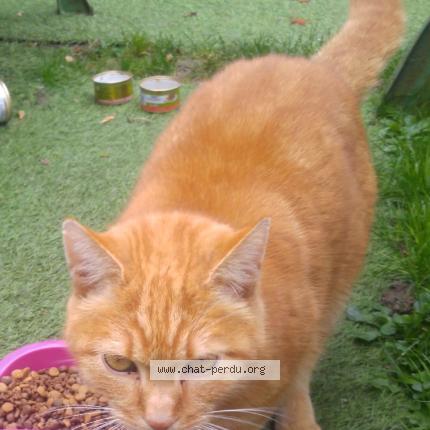 Photo 1/1 speedy Chat lost in Ermont