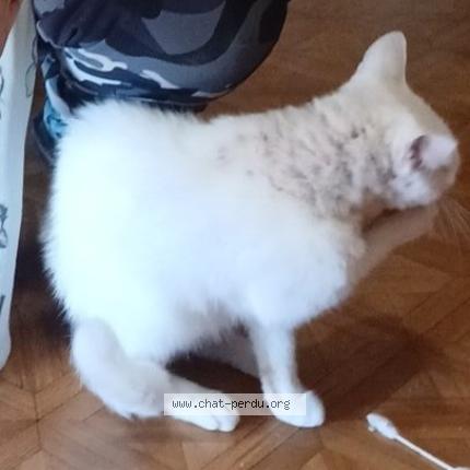 Photo 1/1 neige Chat lost in Fougeres