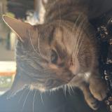 Picture of cat found at Camon