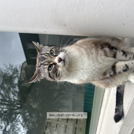 Photo 1/1 Found cat Found in Nancy