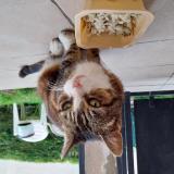 Picture of cat found at Villetaneuse