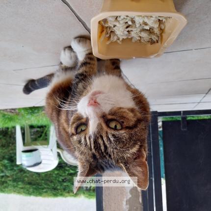 Photo 1/1 Found cat Found in Villetaneuse