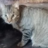 Picture of cat found at Ancenis