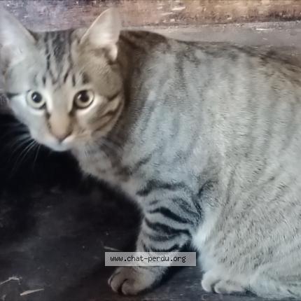 Photo 1/1 Found cat Found in Ancenis
