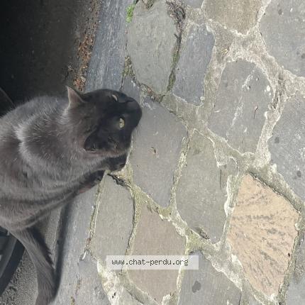 Photo 1/1 Found cat Found in Ixelles