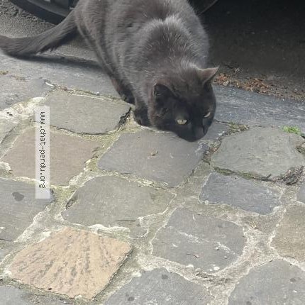 Foto 1/1 Kat gevonden Gevonden in Ixelles