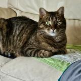 Picture of cat lost at Fouenant