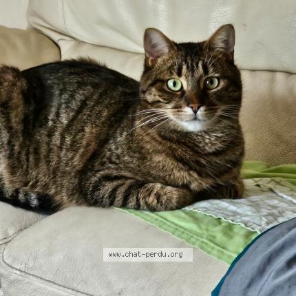 Photo 1/1 Tigrou Chat lost in Fouenant