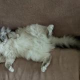 Picture of cat lost at Lattes