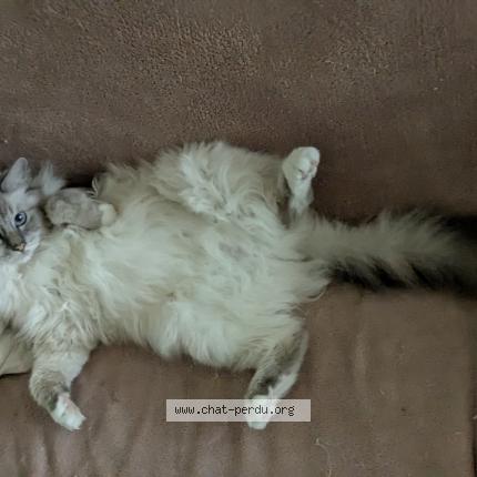 Photo 1/1 Sushi Chat lost in Lattes