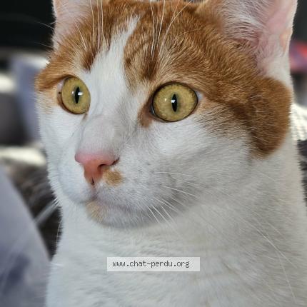 Photo 1/1 Marvel Chat lost in Heyrieux