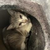 Picture of cat found at Vannes