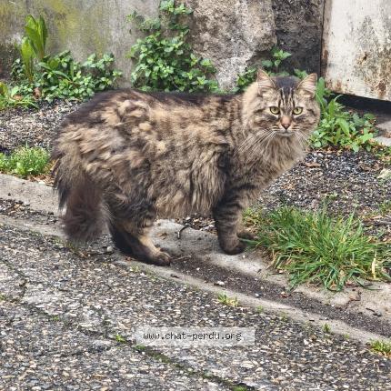 Photo 1/1 Found cat Found in Grenoble