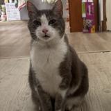 Picture of cat lost at Lys Haut Layons