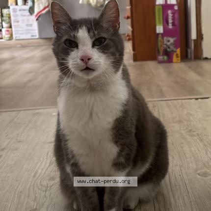 Photo 1/1 Loulou Chat lost in Lys haut layons