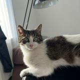 Picture of cat lost at Plouzane