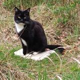 Picture of cat lost at Bedoin