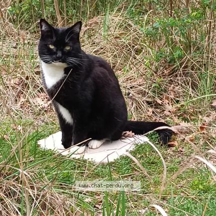 Photo 1/1 Marley Chat lost in Bedoin