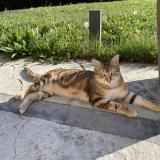 Picture of cat lost at Chaumont